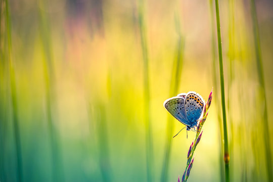 Nature background concept. Beautiful summer meadow background. Inspirational nature closeup.