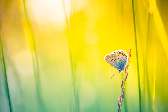 Nature background concept. Beautiful summer meadow background. Inspirational nature closeup.