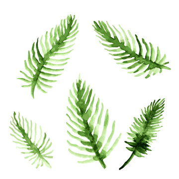 Watercolor palm tree leaves set. Green fronds collection. Vector illustration isolated on white background.