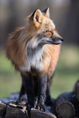 Fototapeta premium Red Fox Animal