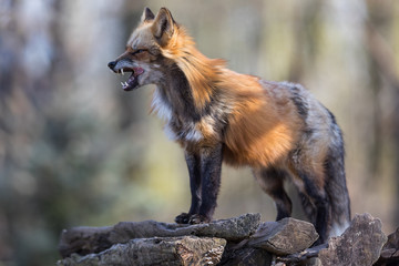 Red Fox Animal