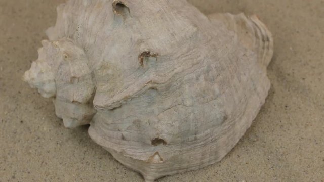 Rotations of the sea shell lying on the dunes. Beauty in nature.