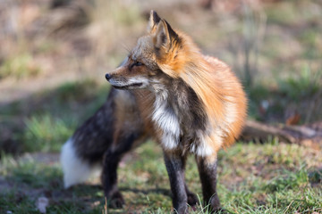 Fototapeta premium Red Fox Animal