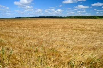Yellow ripe wheat field