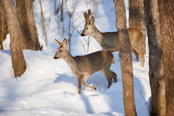 Roe deer in the forest
