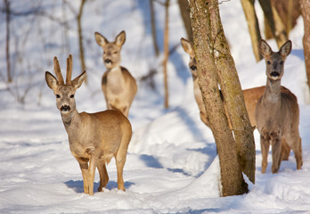 Roe deer in the forest