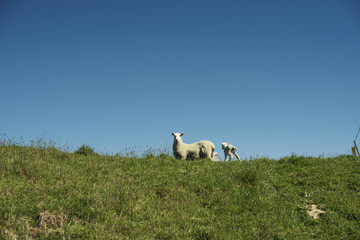 Obraz premium Mamá oveja seguida por su cría en la loma de una colina verde. Escena con cielo azul despejado.