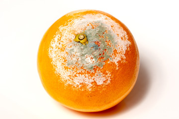 rotten orange on the white background