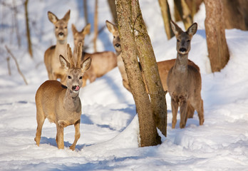 Roe deer in the forest