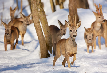 Roe deer in the forest