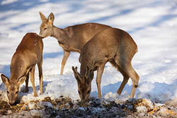 Roe deer in the forest