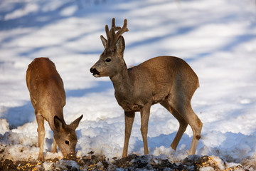 Roe deer in the forest