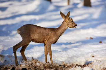 Roe deer in the forest