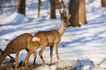 Roe deer in the forest