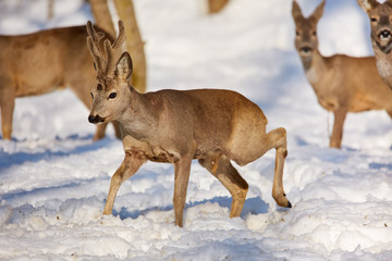 Roe deer in the forest