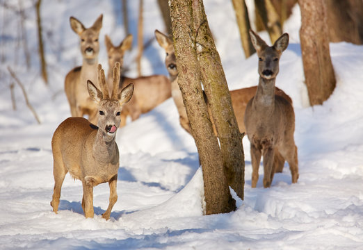 Fototapeta Roe deer in the forest