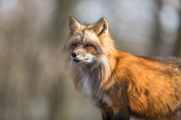 Fototapeta premium Red Fox Animal