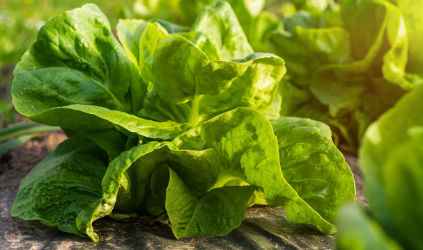 Butterhead Lettuce salad plantation - Organic green lettuce