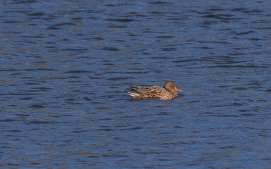 Femmina di mestolone che sta nuotando sul lago