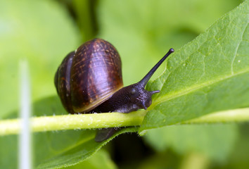 Big beautiful snail on a green leaf, closeup.