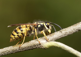 wasp to apple tree branch.insect macro wild