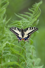 Old World swallowtail resting in fern