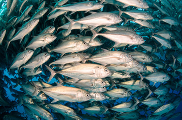 Fototapeta premium Big eye Trevally Jack, (Caranx sexfasciatus) in polarized school, bait ball or tornado with a diver taking pictures. Cabo Pulmo National Park. Baja California Sur,Mexico.