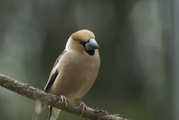Hawfinch sitting on a branch.Coccothraustes coccothraustes.