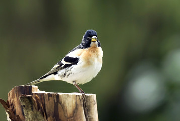 Brambling Fringilla montifringilla sitting on a beautiful stick .