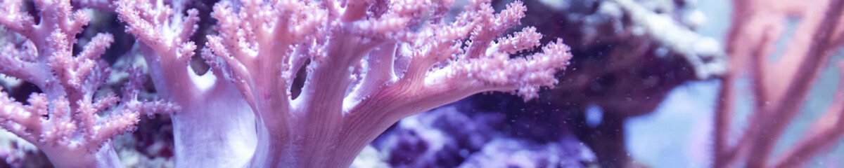 Reef tank, marine aquarium full of fishes and plants. Horizontal photo banner for website header....
