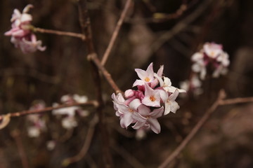 Blooming daphne seen in the Langtang National Park, Nepal. Spring scene. Strong smelling beautiful bush.