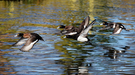 Tufted Duck, Aythya fuligula