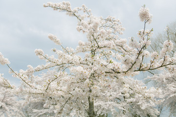Beautiful blossoming trees in springtime