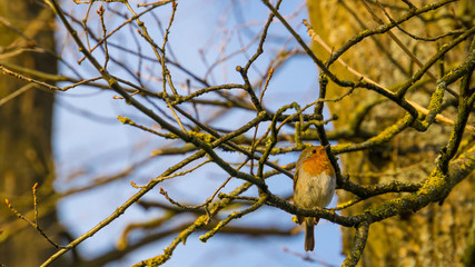 Germany, Sunset light shining on a little robin redbreast sitting on a tree