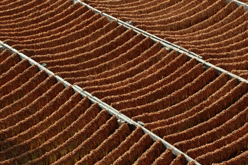 Drying of tobacco leaves