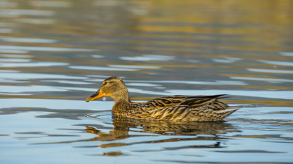 Germany, Female mallard duck swimming on lake in warm evening sunlight