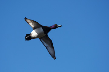 Tufted Duck, Aythya fuligula