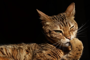 Fototapeta na wymiar Cute Bengal cat
