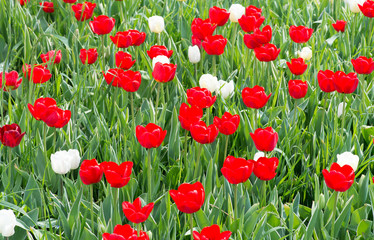 Fototapeta premium Red and white tulips - Tulipani rossi e bianchi
