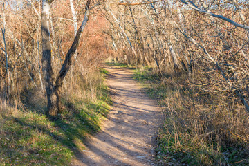 Path between trees without leaves on the banks of Henares river as it passes through Alcalá de Henares on an autumn afternoon.