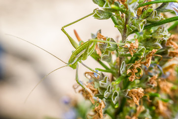 Green cricket camouflaged in a rosemary plant on a spring morning.