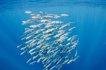 Fototapeta premium Sardine bait ball off the mexican coast.