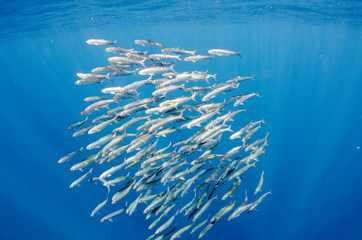 Sardine bait ball off the mexican coast.