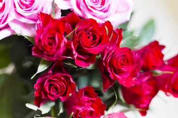 pink and red rose