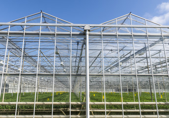 Greenhouses in Netherlands