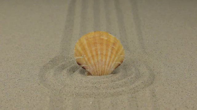Zoom of a beautiful seashell lying in a circle of sand.