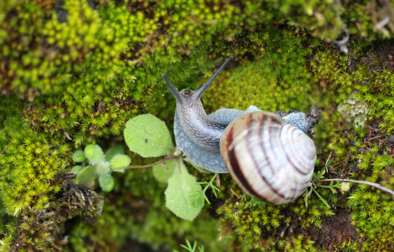 Snail on Moss