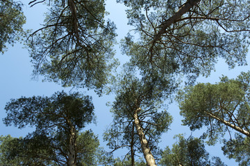Old high pine trees against the blue sky