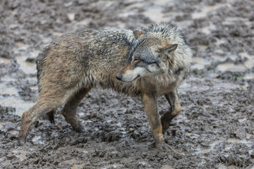 Fototapeta premium Grey Wolf Animal