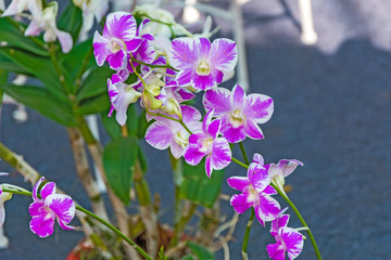 Orchid flower in tropical garden.Phalaenopsis Orchid flower growing on Tenerife,Canary Islands.Orchids.Floral background